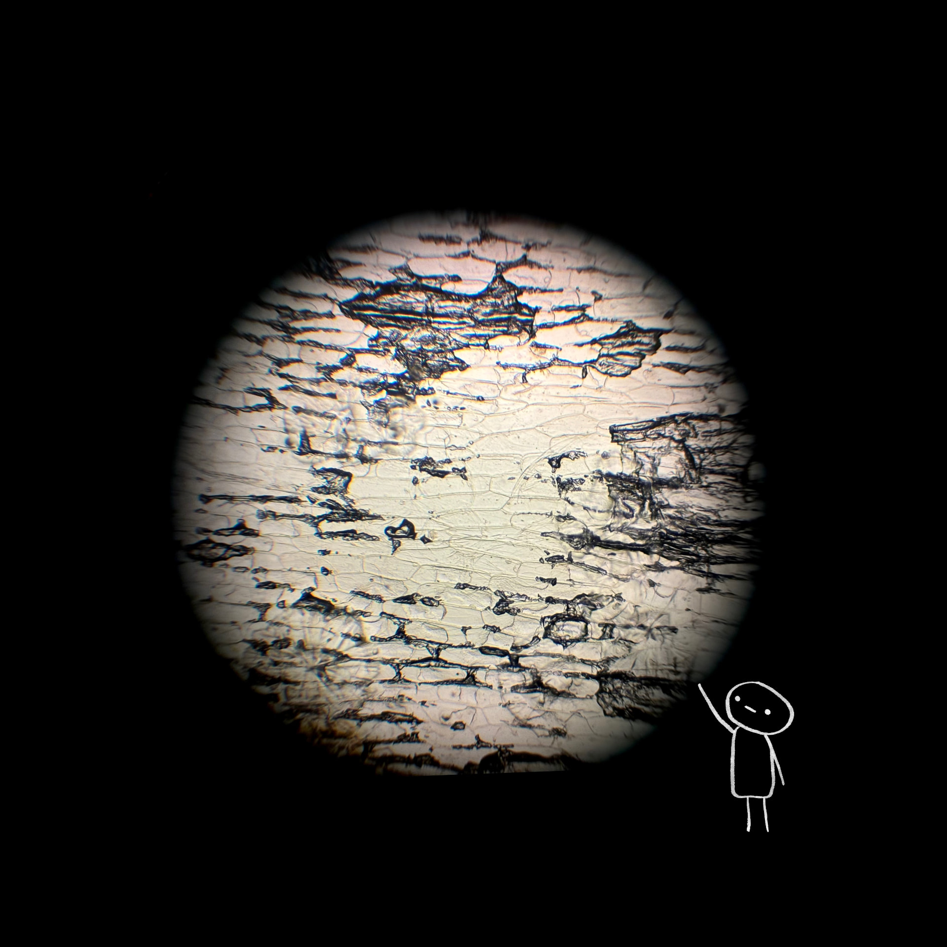 Microscopic artwork 2