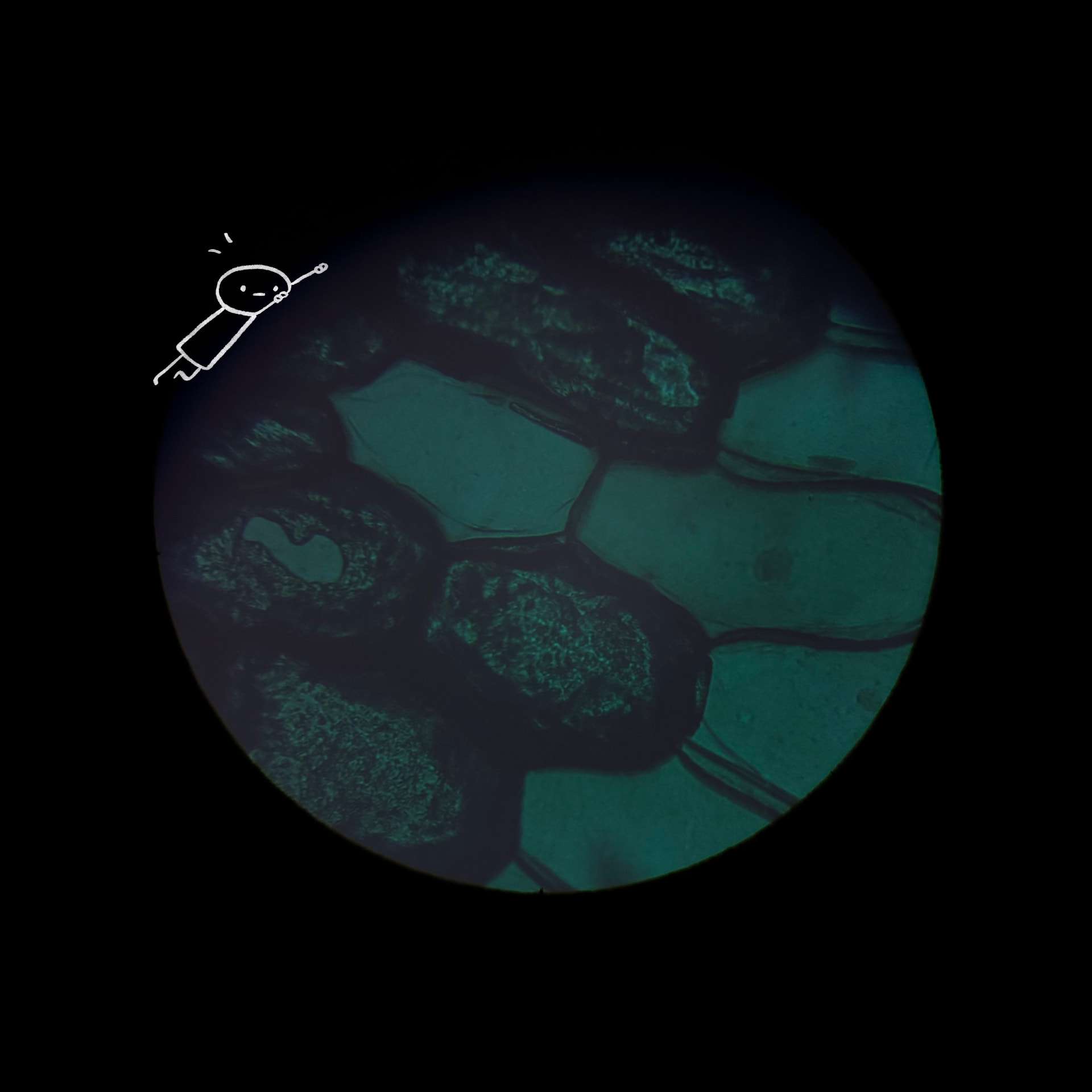 Microscopic artwork 4