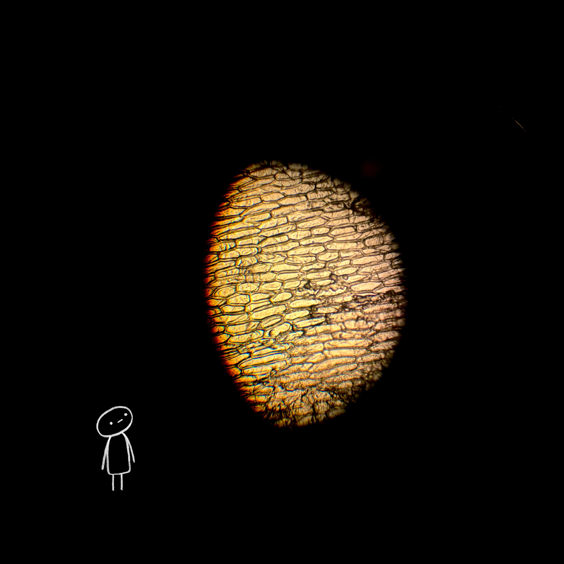 Microscopic artwork 1